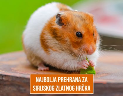 NAJBOLJA PREHRANA ZA SIRIJSKOG ZLATNOG HRČKA