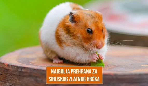NAJBOLJA PREHRANA ZA SIRIJSKOG ZLATNOG HRČKA