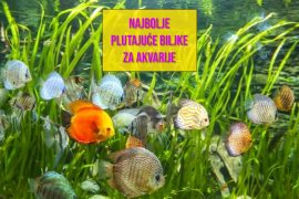 NAJBOLJE BLUTAJUĆE BILKE ZA AKVARIJE