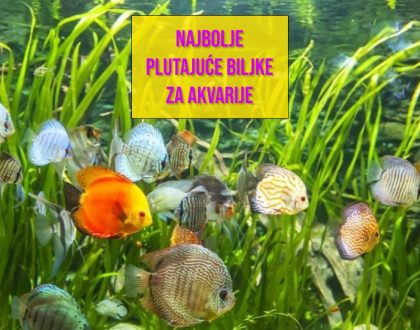 NAJBOLJE BLUTAJUĆE BILKE ZA AKVARIJE