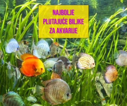 NAJBOLJE BLUTAJUĆE BILKE ZA AKVARIJE