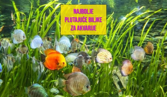 NAJBOLJE BLUTAJUĆE BILKE ZA AKVARIJE