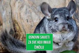 OSNOVNI SAVJETI ZA ČINČILE