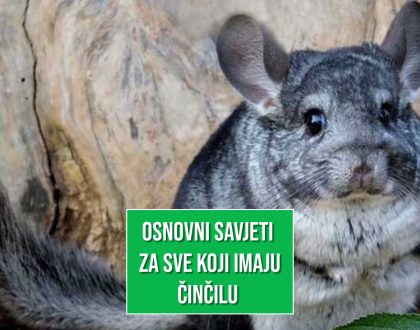 OSNOVNI SAVJETI ZA ČINČILE