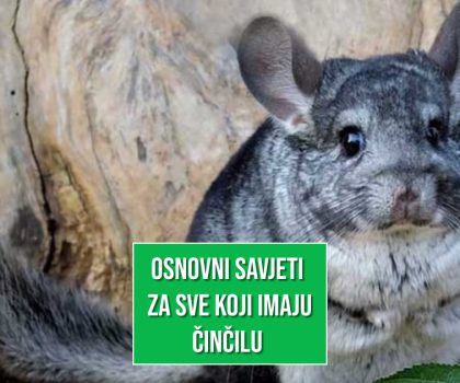 OSNOVNI SAVJETI ZA ČINČILE