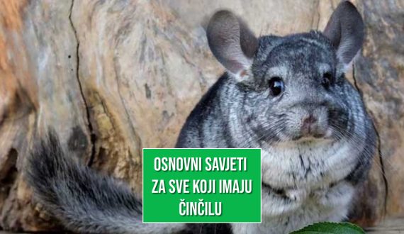 OSNOVNI SAVJETI ZA ČINČILE