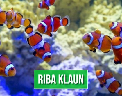 RIBA KLAUN_