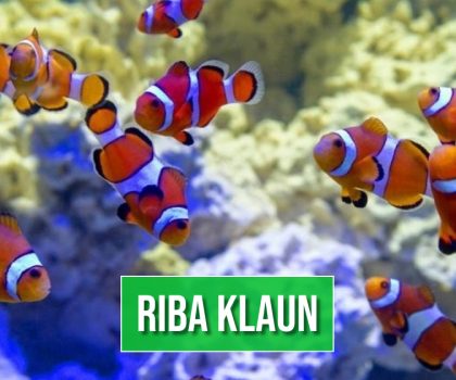 RIBA KLAUN_