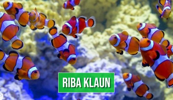RIBA KLAUN_