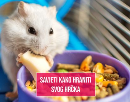 SAVJETI KAKO HRANITI SVOG HRČKA