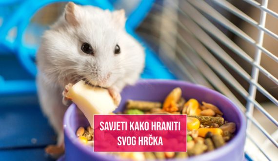 SAVJETI KAKO HRANITI SVOG HRČKA