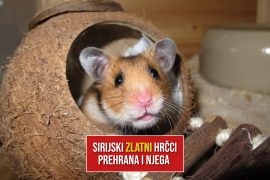 SIRIJSKI ZLATNI HRČCI PREHRANA I NJEGA
