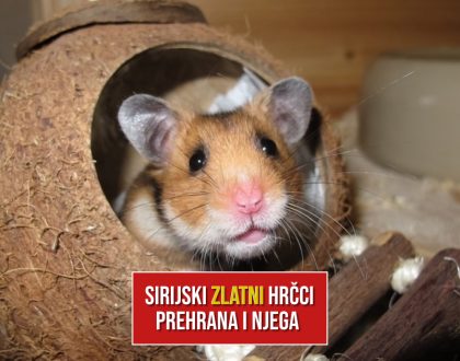 SIRIJSKI ZLATNI HRČCI PREHRANA I NJEGA
