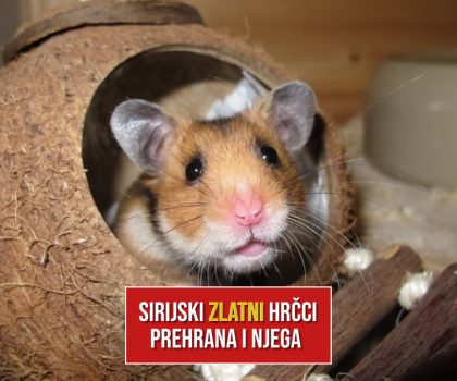 SIRIJSKI ZLATNI HRČCI PREHRANA I NJEGA