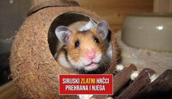 SIRIJSKI ZLATNI HRČCI PREHRANA I NJEGA