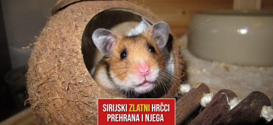 SIRIJSKI ZLATNI HRČCI PREHRANA I NJEGA