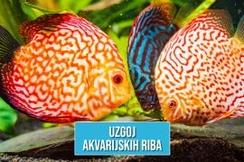 UZGOJ AKVARIJSKIH RIBA