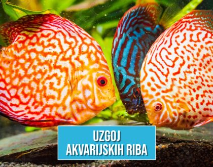 UZGOJ AKVARIJSKIH RIBA