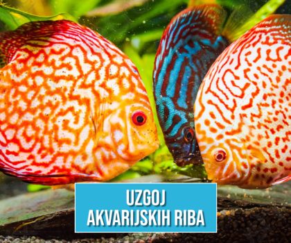 UZGOJ AKVARIJSKIH RIBA