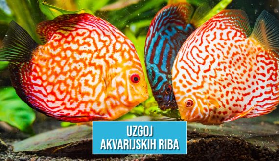 UZGOJ AKVARIJSKIH RIBA