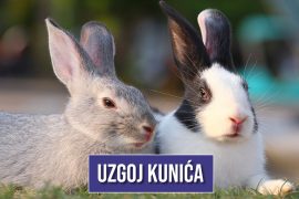 UZGOJ KUNIĆA