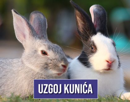 UZGOJ KUNIĆA