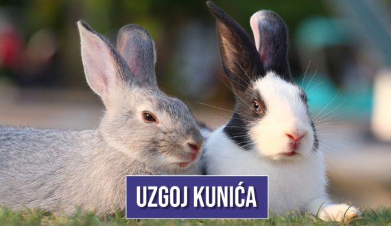 UZGOJ KUNIĆA
