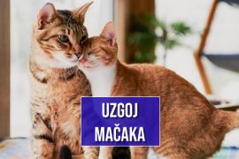 UZGOJ MAČAKA
