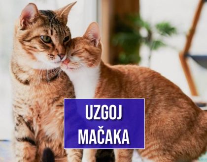 UZGOJ MAČAKA