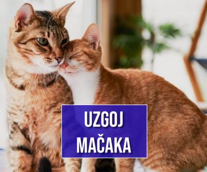 UZGOJ MAČAKA