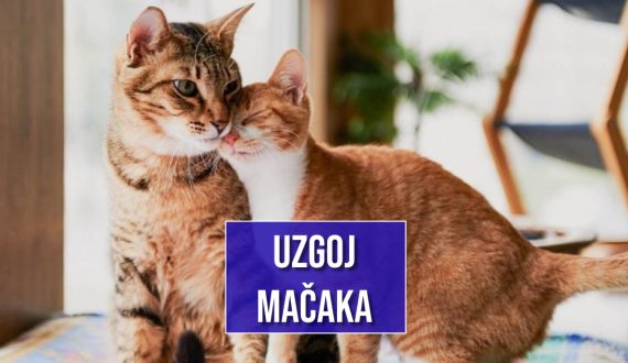 UZGOJ MAČAKA