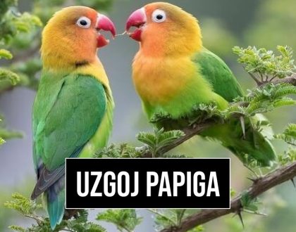 UZGOJ PAPIGA