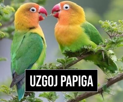 UZGOJ PAPIGA