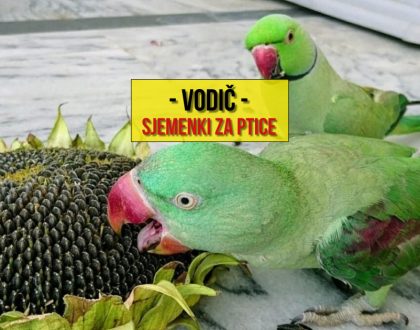 VODIČ SJEMENKI ZA PTICE
