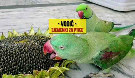 VODIČ SJEMENKI ZA PTICE