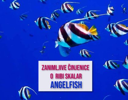 ZANIMLJIVE ČINJENICE O RIBI SKALAR ANGELFISH
