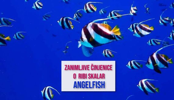 ZANIMLJIVE ČINJENICE O RIBI SKALAR ANGELFISH