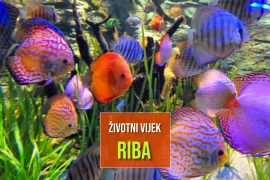ŽIVOTNI VIJEK RIBA
