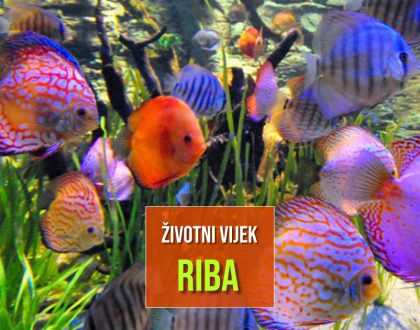 ŽIVOTNI VIJEK RIBA