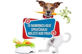 10 namirnica koje sprječavaju bolesti kod pasa