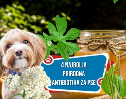 4 NAJBOLJA PRIRODNA ANTIBIOTIKA ZA PSE