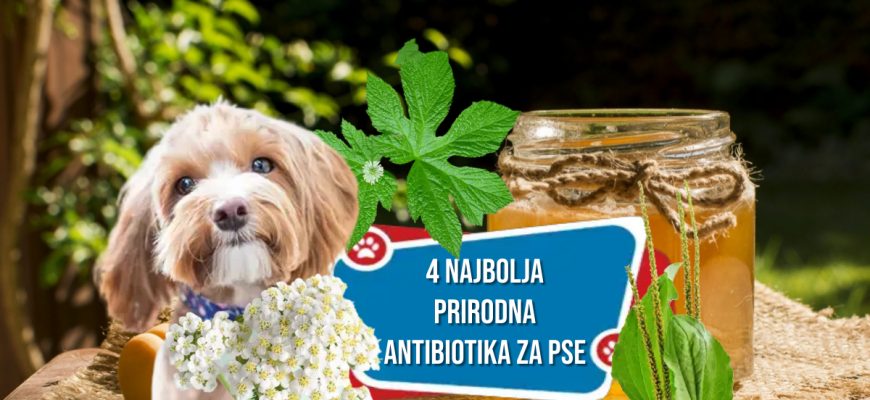 4 NAJBOLJA PRIRODNA ANTIBIOTIKA ZA PSE