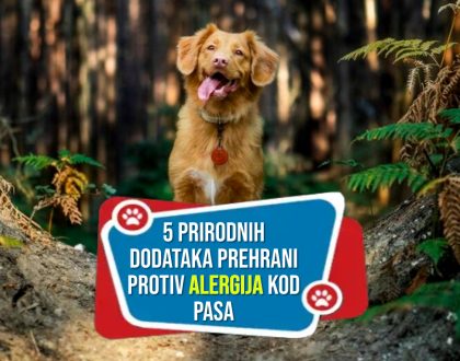 5 PRIRODNIH DODATAKA PREHRANI PROTIV ALERGIJA KOD PASA