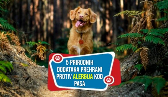 5 PRIRODNIH DODATAKA PREHRANI PROTIV ALERGIJA KOD PASA
