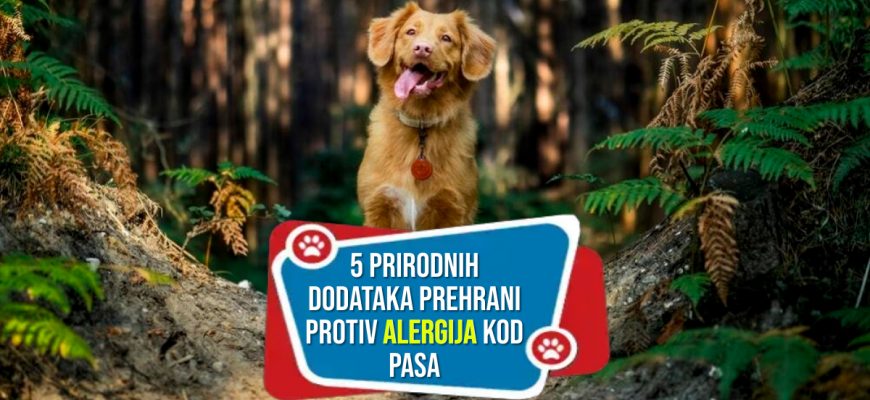 5 PRIRODNIH DODATAKA PREHRANI PROTIV ALERGIJA KOD PASA