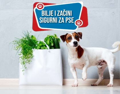BILJE I ZAČINI SIGURNI ZA PSE