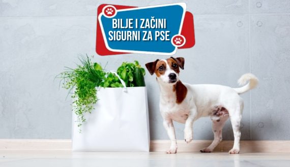 BILJE I ZAČINI SIGURNI ZA PSE