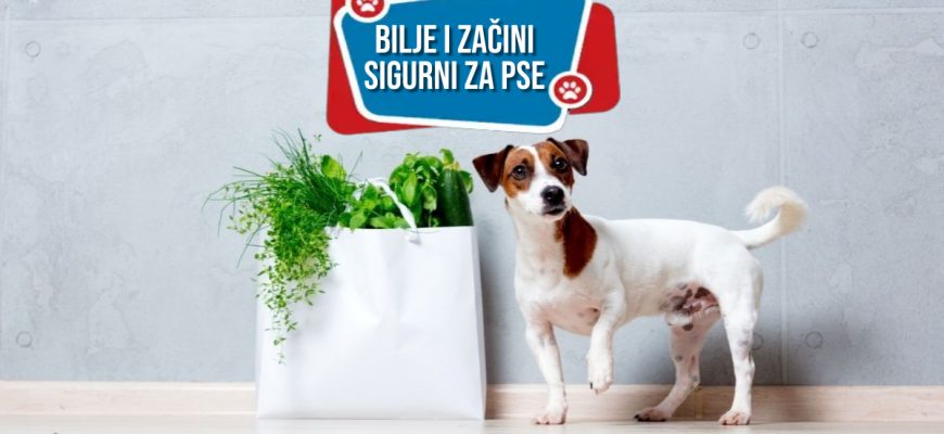 BILJE I ZAČINI SIGURNI ZA PSE