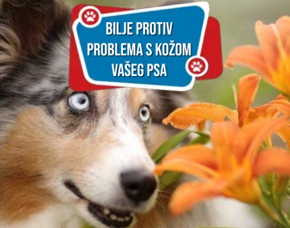 BILJE PROTIV PROBLEMA SA KOŽOM VAŠEG PSA