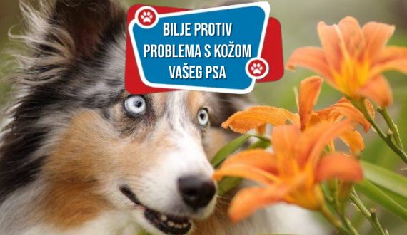 BILJE PROTIV PROBLEMA SA KOŽOM VAŠEG PSA